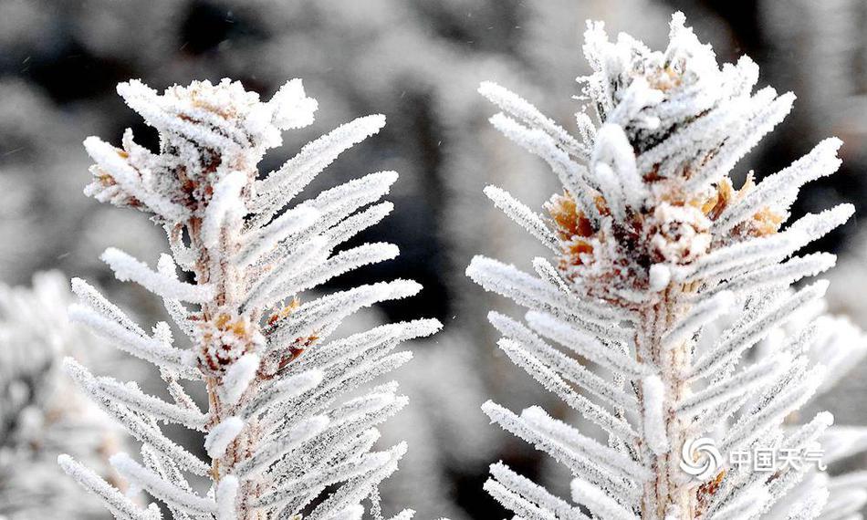 美股‘跳’水;纳指大跌近500点！英伟达市值一夜蒸发1万亿元，加密货币全网超22万人爆仓