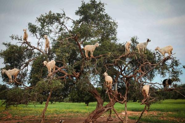 百度文库网盘?发布 genflow2.0，支持同时调用超 100 个专家智能体