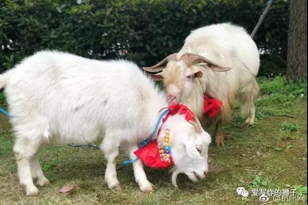 adobe(adbe.us){洽}购ai视频初创公司synthesia告吹 报价高达30亿美元