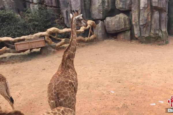 杉;杉集团重整：危险的玩家交易